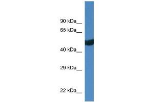 WB Suggested Anti-Thra Antibody   Titration: 1. (THRA 抗体  (C-Term))