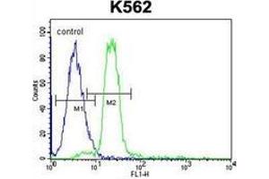 Flow Cytometric analysis of K562 cells using HBA2 Antibody (Center) Cat. (HBA1 抗体  (Middle Region))