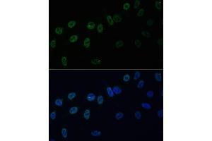 Immunofluorescence analysis of U-2 OS cells using HNRPAB antibody (ABIN7267625) at dilution of 1:100. (HNRNPAB 抗体  (AA 1-285))