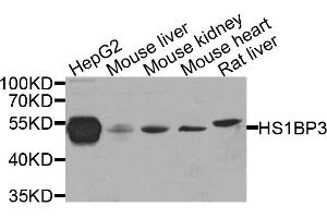 Western blot analysis of extract of various cells, using HS1BP3 antibody.