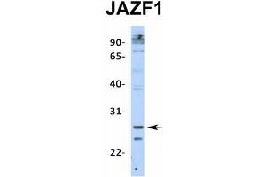 Western Blotting (WB) image for anti-JAZF Zinc Finger 1 (JAZF1) (N-Term) antibody (ABIN2775141)