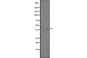 Western Blotting (WB) image for anti-Growth Hormone Secretagogue Receptor (GHSR) (N-Term) antibody (ABIN6257250)