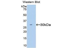 Western Blotting (WB) image for anti-Hepatocyte Growth Factor (Hepapoietin A, Scatter Factor) (HGF) (AA 495-728) antibody (ABIN1078141)