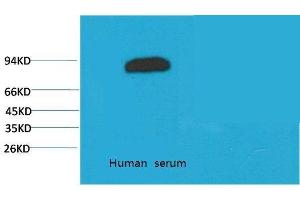 Western Blot (WB) analysis of Human Serum with Transferrin Mouse Monoclonal Antibody diluted at 1:2000. (Transferrin 抗体)