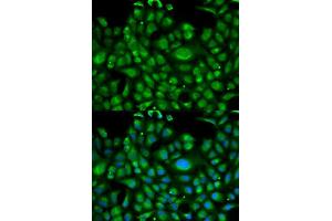 Immunofluorescence (IF) image for anti-Heat Shock 70kDa Protein 1-Like (HSPA1L) (AA 342-641) antibody (ABIN3022635)