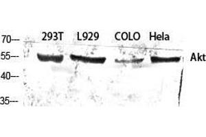 Western Blot (WB) analysis of specific cells using Akt Polyclonal Antibody.