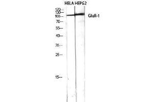 Western Blotting (WB) image for anti-Glutamate Receptor 1 (GLUR1) (Ser43) antibody (ABIN3175284) (Glutamate Receptor 1 抗体  (Ser43))