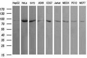 Image no. 2 for anti-Ubiquitin Specific Peptidase 16 (USP16) (AA 137-466) antibody (ABIN1490917) (USP16 抗体  (AA 137-466))
