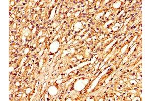 IHC image of ABIN7148285 diluted at 1:300 and staining in paraffin-embedded human adrenal gland tissue performed on a Leica BondTM system. (MBL2 抗体  (AA 28-277))
