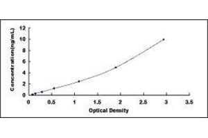 Bruton Agammaglobulinemia tyrosine Kinase (BTK) ELISA Kit
