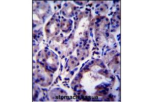 SNX24 Antibody (Center) (ABIN658017 and ABIN2846955) immunohistochemistry analysis in formalin fixed and paraffin embedded human stomach tissue followed by peroxidase conjugation of the secondary antibody and DAB staining. (SNX24 抗体  (AA 86-113))