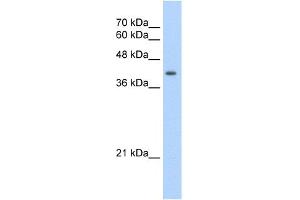 WB Suggested Anti-UROD Antibody Titration:  2. (UROD 抗体  (N-Term))