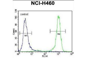 CHRND Antibody (Center) flow cytometric analysis of NCI-H460 cells (right histogram) compared to a negative control cell (left histogram). (CHRND 抗体  (Middle Region, Subunit delta))