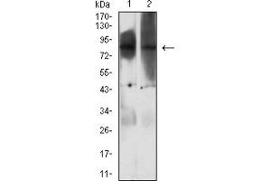 Western blot analysis using EZH1 mouse mAb against HepG2 (1) and Hela (2) cell lysate.