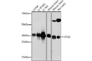 Western blot analysis of extracts of various cell lines, using  antibody (ABIN7265709) at 1:1000 dilution. (ATG3 抗体)