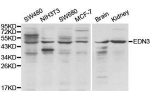 Western Blotting (WB) image for anti-Endothelin 3 (EDN3) antibody (ABIN1875400) (Endothelin 3 抗体)