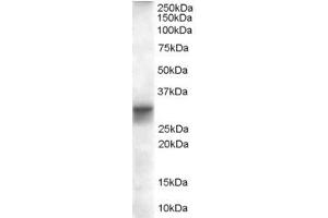 ABIN185290 (0. (FHL1 抗体  (AA 233-246))