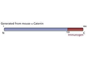 Image no. 3 for anti-Catenin (Cadherin-Associated Protein), alpha 1, 102kDa (CTNNA1) (AA 729-906) antibody (ABIN967813) (CTNNA1 抗体  (AA 729-906))