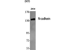 Western Blot analysis of various cells using N-cadherin Polyclonal Antibody diluted at 1:1000. (N-Cadherin 抗体  (AA 690-770))