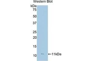 Western Blotting (WB) image for anti-Fc Fragment of IgG, Low Affinity IIIa, Receptor (CD16a) (FCGR3A) (AA 26-108) antibody (ABIN7433372)