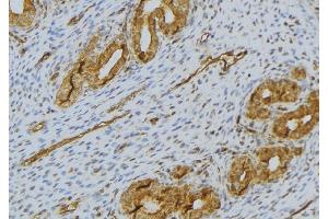 ABIN6276503 at 1/100 staining Human uterus tissue by IHC-P. (RNASE11 抗体  (Internal Region))