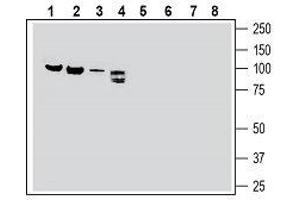 Western blot analysis of rat brain membranes (lanes 1 and 5), rat lung membranes (lanes 2 and 6), mouse heart membranes (lanes 3 and 7) and rat dorsal root ganglion lysate (lanes 4 and 8): - 1-4. (SEMA3F 抗体  (Secreted))