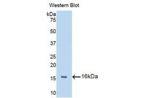 Western Blotting (WB) image for anti-Macrophage Migration Inhibitory Factor (Glycosylation-Inhibiting Factor) (MIF) (AA 3-111) antibody (ABIN1859824) (MIF 抗体  (AA 3-111))