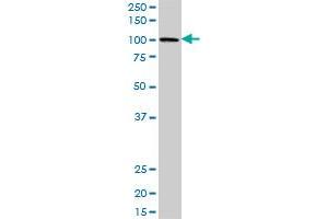 PBXIP1 MaxPab polyclonal antibody. (PBXIP1 抗体  (AA 1-731))