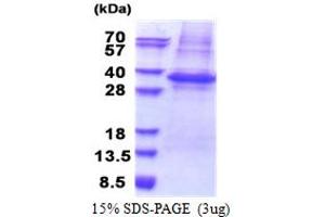 SDS-PAGE (SDS) image for phospholipid Scramblase 3 (PLSCR3) (AA 1-265) protein (His tag) (ABIN5853314)