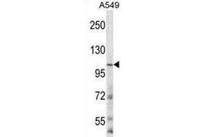 Western Blotting (WB) image for anti-Glutamate Receptor, Ionotropic, N-Methyl D-Aspartate 3B (GRIN3B) antibody (ABIN2996637) (GRIN3B 抗体)