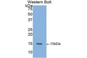 Western Blotting (WB) image for anti-Vascular Endothelial Growth Factor B (VEGFB) (AA 22-188) antibody (ABIN1860930) (VEGFB 抗体  (AA 22-188))
