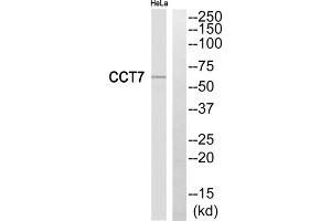 Western blot analysis of extracts from HeLa cells, using CCT7 antibody. (CCT7 抗体  (Internal Region))