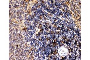 IHC-P: CD10 antibody testing of rat spleen tissue (MME 抗体  (AA 52-750))