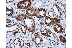 Immunohistochemical staining of paraffin-embedded Kidney tissue using anti-SIL1 mouse monoclonal antibody. (SIL1 抗体)