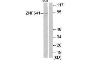 Western blot analysis of extracts from K562 cells, using ZNF541 antibody. (ZNF541 抗体)