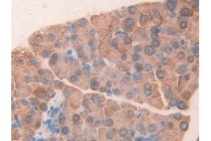 Detection of CUZD1 in Mouse Pancreas Tissue using Polyclonal Antibody to CUB And Zona Pellucida Like Domains Protein 1 (CUZD1) (CUZD1 抗体  (AA 291-545))