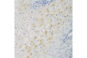 Immunohistochemistry of paraffin-embedded human esophagus using NME4 antibody. (NME4 抗体  (AA 1-187))