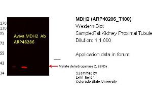 Western Blotting (WB) image for anti-Malate Dehydrogenase 2, NAD (Mitochondrial) (MDH2) (C-Term) antibody (ABIN2783318) (MDH2 抗体  (C-Term))