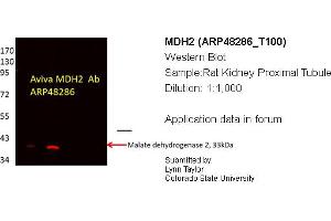 Western Blotting (WB) image for anti-Malate Dehydrogenase 2, NAD (Mitochondrial) (MDH2) (C-Term) antibody (ABIN2783318)