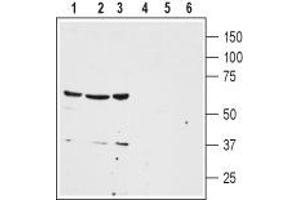 Western blot analysis of human colon cancer HT-29 (lanes 1 and 4), human lung small cell carcinoma NCI-H526 (lanes 2 and 5) and human breast adenocarcinoma MDA-MB-468 (lanes 3 and 6) cell lysates: - 1-3. (NTSR1 抗体  (2nd Extracellular Loop))