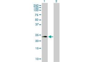 Western Blot analysis of PAEP expression in transfected 293T cell line by PAEP MaxPab polyclonal antibody. (PAEP 抗体  (AA 1-180))