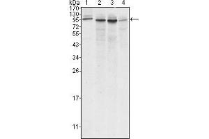 Western blot analysis using Calnexin mouse mAb against A431 (1), Hela (2), MCF-7 (3) and A549 (4) cell lysate. (Calnexin 抗体)