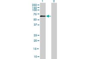Western Blot analysis of RNF8 expression in transfected 293T cell line by RNF8 MaxPab polyclonal antibody.