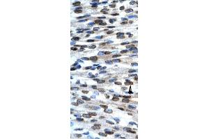Immunohistochemistry with NT2, mouse brain; rat brain. (BAX 抗体  (N-Term))