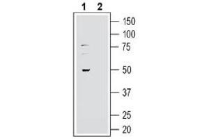 GPR37L1 抗体  (Extracellular, N-Term)