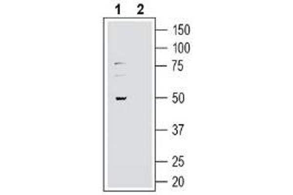 GPR37L1 抗体  (Extracellular, N-Term)