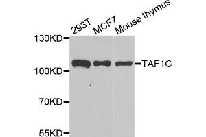 Western blot analysis of extracts of various cell lines, using TAF1C antibody. (TAF1C 抗体)