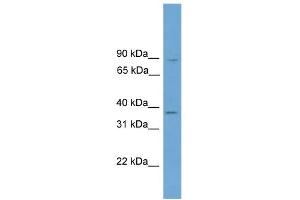 WB Suggested Anti-GTF2A1 Antibody Titration: 0. (GTF2A1 抗体  (Middle Region))