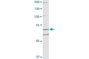 ARHGEF10 monoclonal antibody (M02), clone 6G5. (ARHGEF10 抗体  (AA 792-890))
