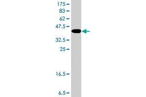 Western Blot detection against Immunogen (38. (KCNN3 抗体  (AA 301-410))